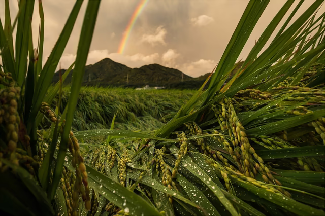 雨上がりの田んぼと、山にかかる虹